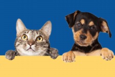 Blessing of the Animals 